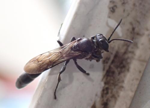 Trypoxylon sp.